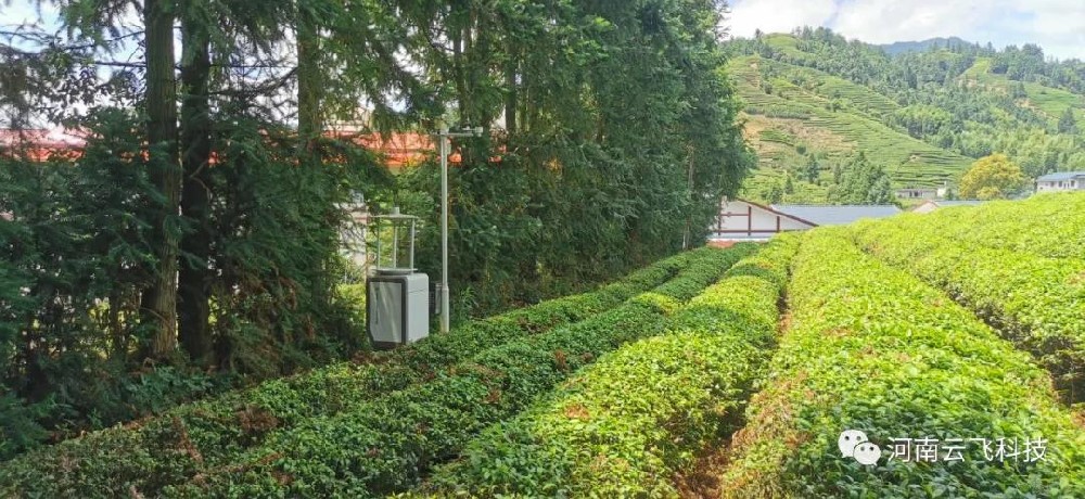 云飞科技助武夷山茶园安装智能虫情测报灯科学预防虫害！