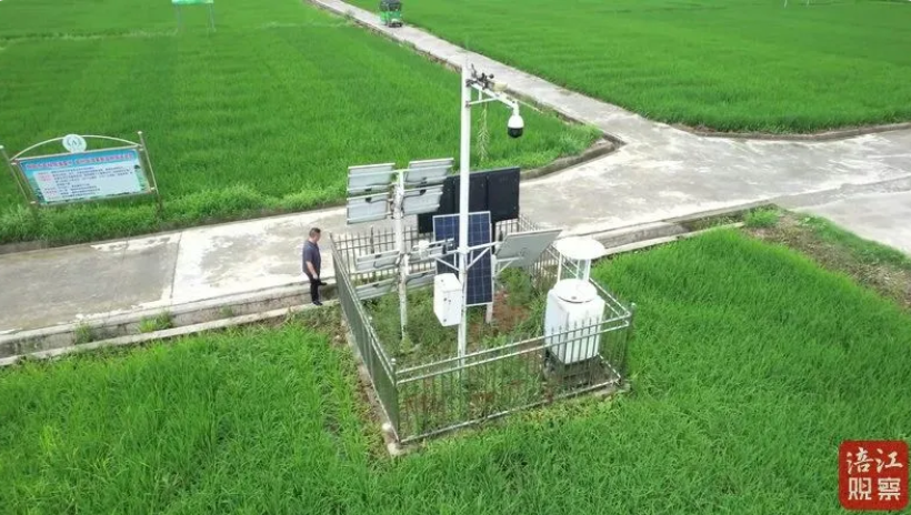 用科技守护每一寸农田，云飞科技助力安州绘就‘丰收图’”